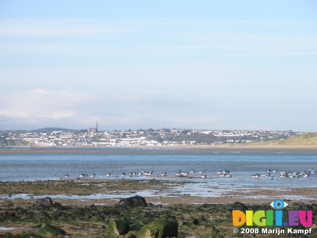 JT00025 White Bellied Geese Rinnashark Harbour (Tramore)